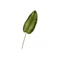 Calathea - White Start
